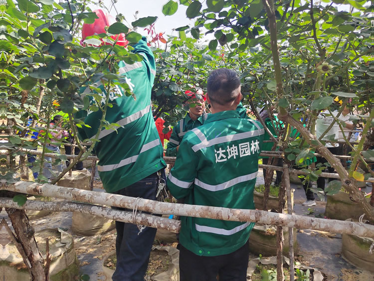 經(jīng)開區(qū)組隊(duì)參加全市首屆園林技能比武大賽獲優(yōu)秀獎(jiǎng)